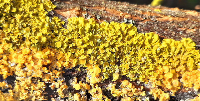 Gewöhnliche Gelbflechte (Xanthoria parietina)