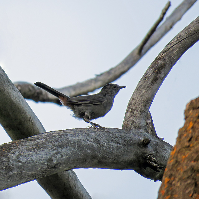 Gray Catbird - just for the record