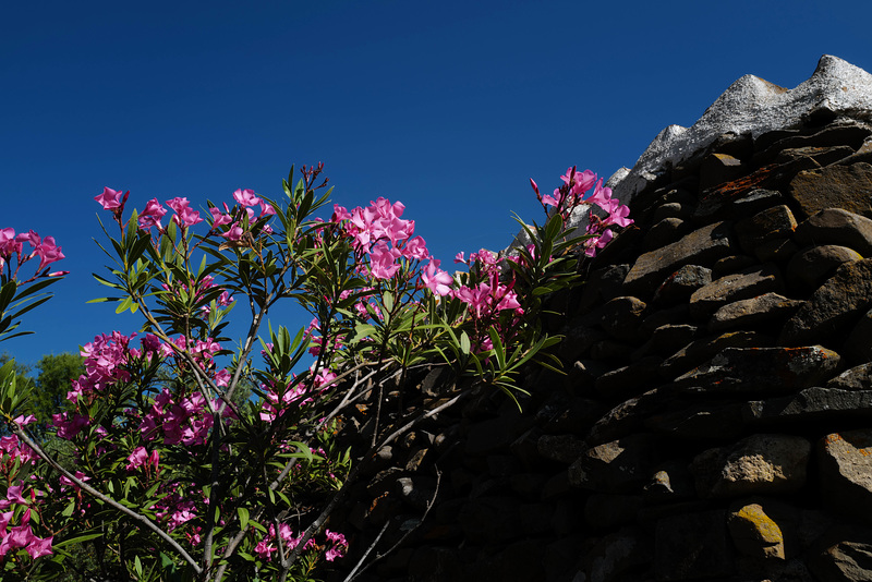 Nerium oleander, Apocynaceae