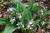 Galearis spectabilis (Showy orchis)