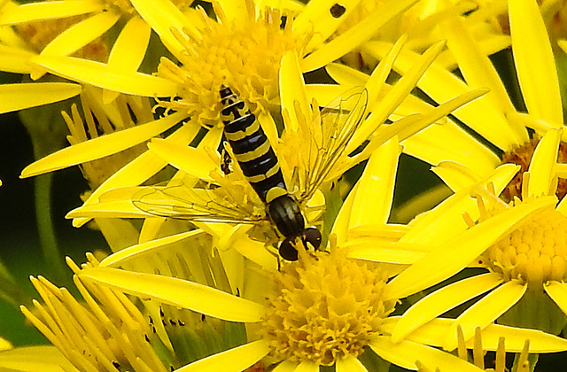20210725 1947CPw [D~LIP] Langbauchschwebfliege (Sphaerophoria scripta) [w], [Stiftschwebfliege], Jakobs-Greiskraut (Jacobaea vulgaris), Bad Salzuflen