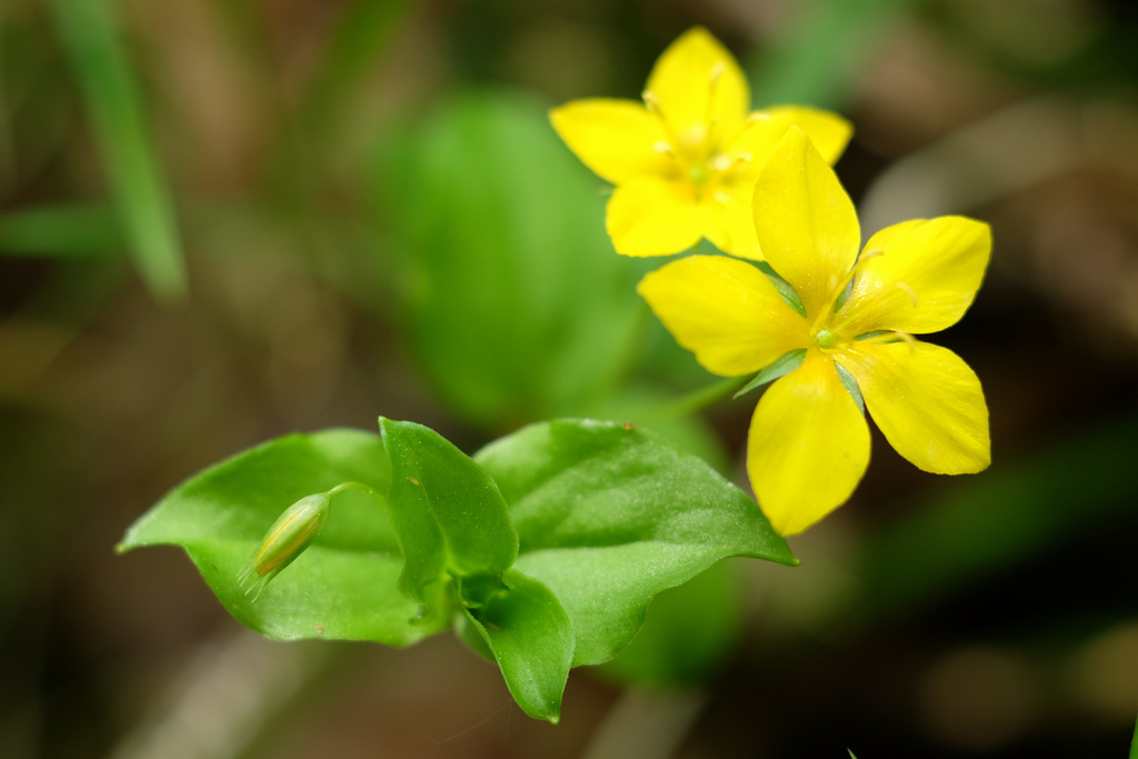 Petite jaune