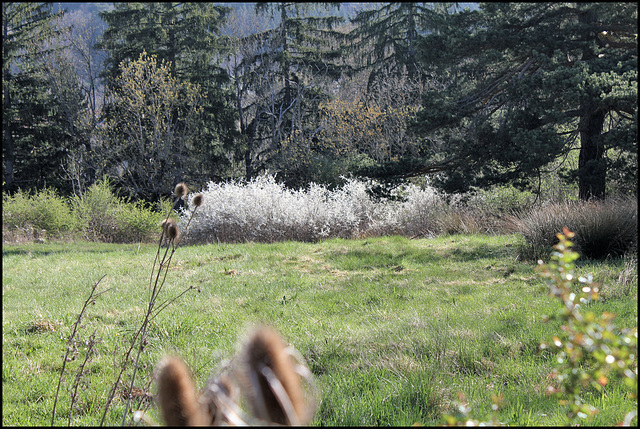 Le temps des prunelliers