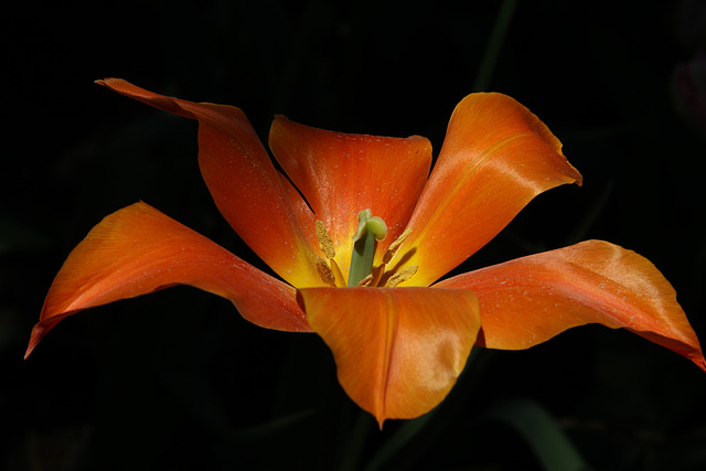 Tulip in Sunlight