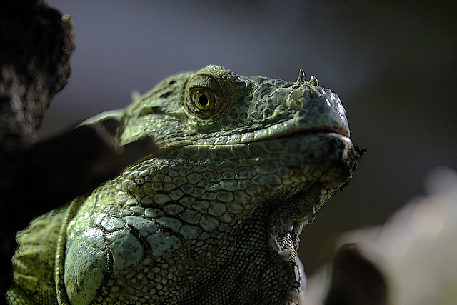 Un regard inquiétant