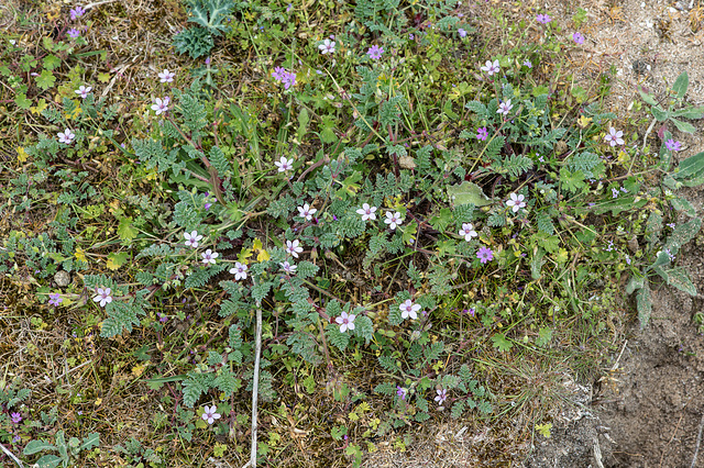 Erodium cicutarium (ssp. dunense ?) - 2016-04-26_D4_DSC6705