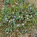 Erodium cicutarium (ssp. dunense ?) - 2016-04-26_D4_DSC6705