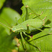 IMG 8176femalebushcricket