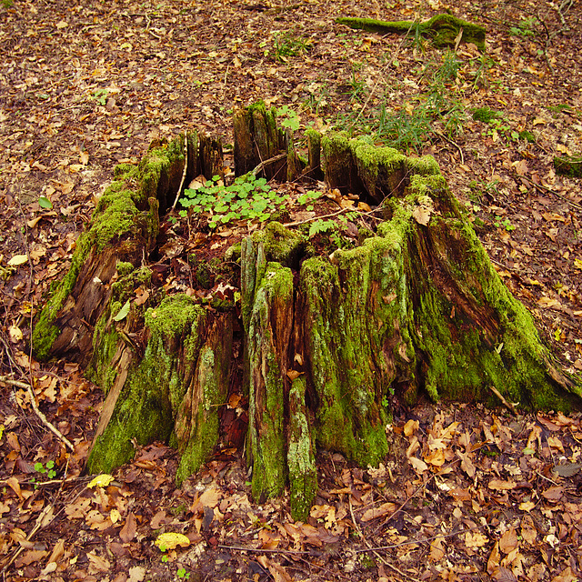 Białowieża forest