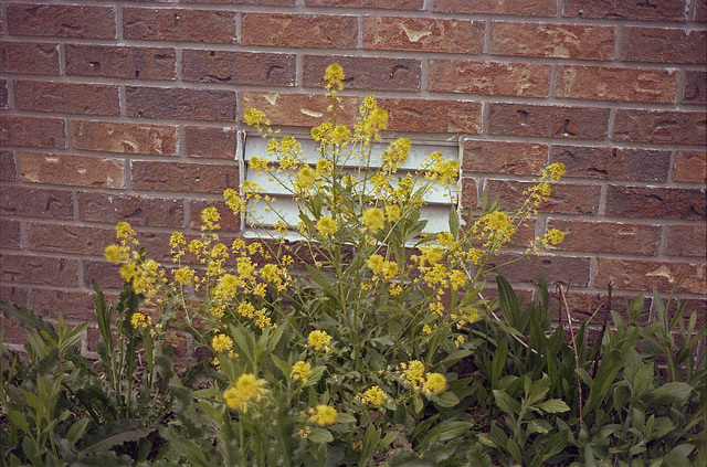 Flowers Near Vent