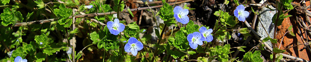 Bandeau groupe Scrophulariacées -Plantaginacées