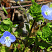 Bandeau groupe Scrophulariacées -Plantaginacées