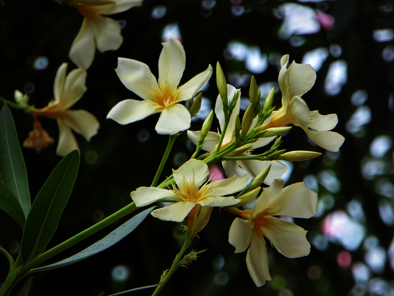 yellow oleander