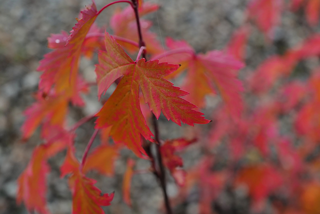 Acer rubrum, Canada L1010163