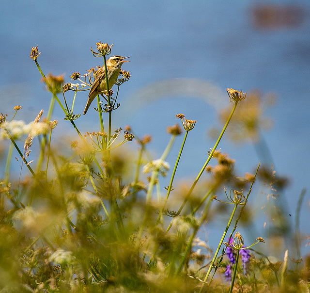 A sedge warbler