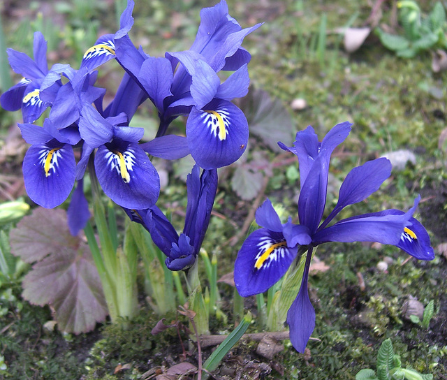 Zwergiris - Iris pumila