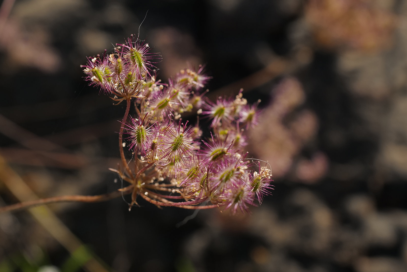 Oenanthe crocata, Apiaceae