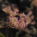 Oenanthe crocata, Apiaceae