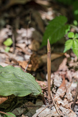 Aplectrum hyemale (Puttyroot orchid) flower spike