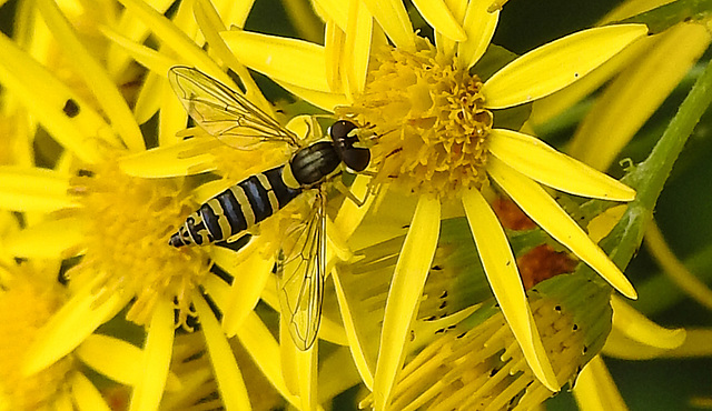 20210725 1948CPw [D~LIP] Langbauchschwebfliege (Sphaerophoria scripta) [w], [Stiftschwebfliege], Jakobs-Greiskraut (Jacobaea vulgaris), Bad Salzuflen
