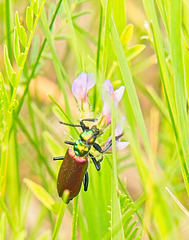 Nutall's blister beetle