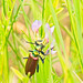 Nutall's blister beetle