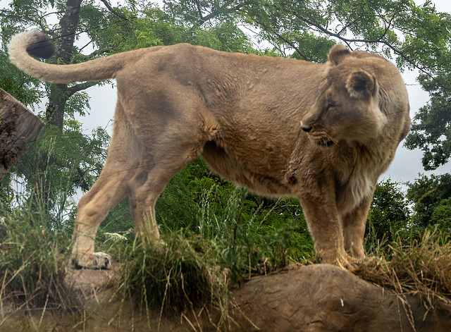 Lioness