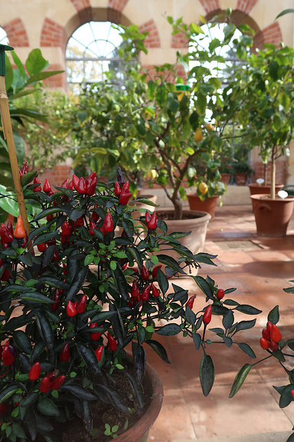 Chillies in the Orangery