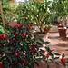 Chillies in the Orangery