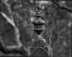 Junco in the graveyard