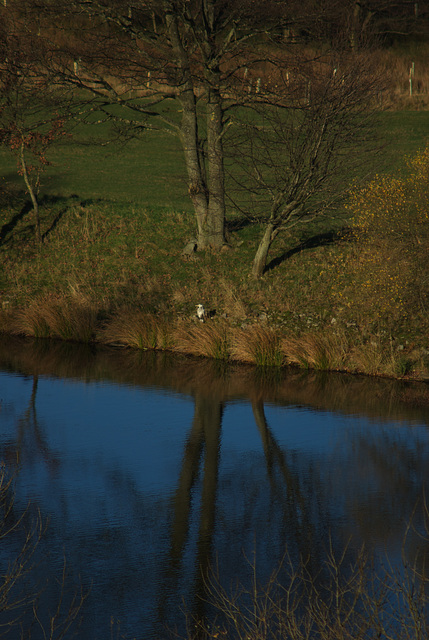 Grey Heron