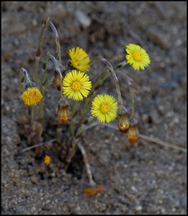 Tussilago farfara