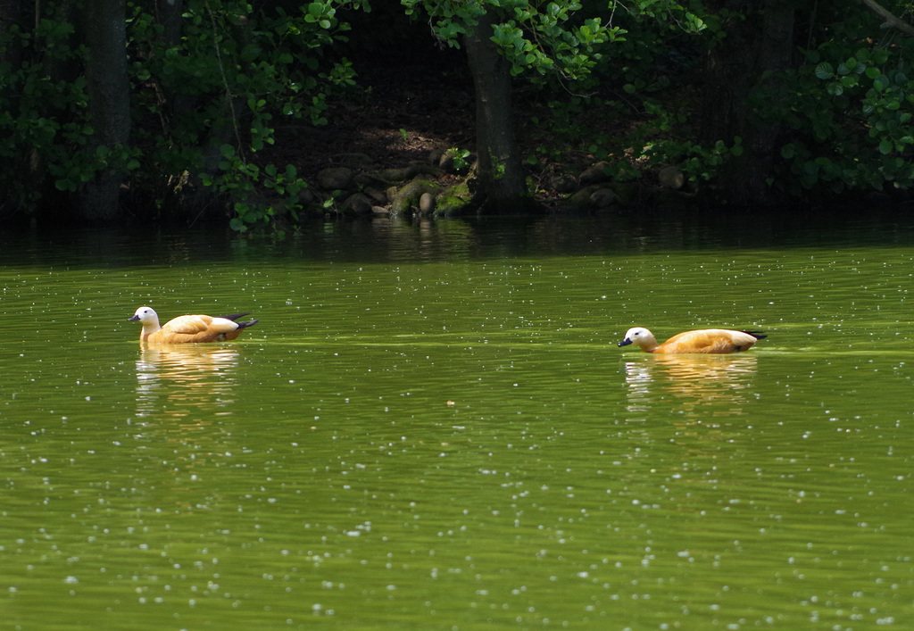 parc des oiseaux Villars les Dombes