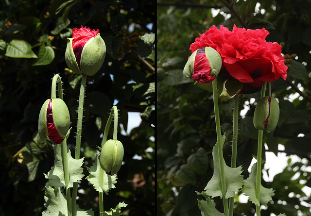 Flowers in our garden