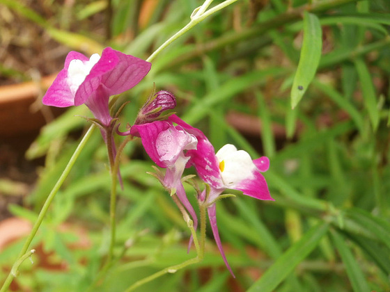 Some wild flowers from last year have come back