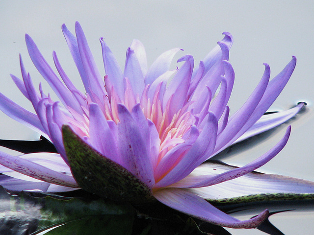 Water Lily