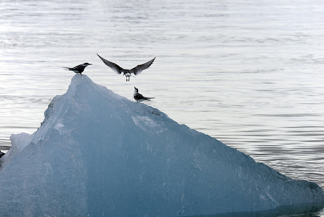 Sterna paradisaea, Vatnajökull , Jökulsárlón  DSC2790