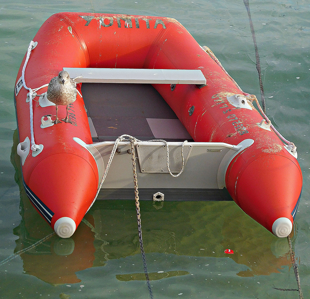 Gull and dinghy