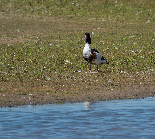 A shelduck