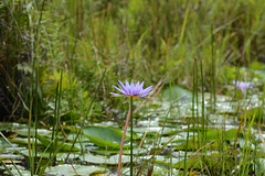 Uganda, One Lotus on the Wetlands of Mabamba