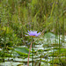 Uganda, One Lotus on the Wetlands of Mabamba