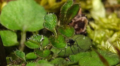 20200315 6773CPw [D~LIP] Insekt, Viermänniges Schaumkraut (Cardamine hirsuta), UWZ, Bad Salzuflen