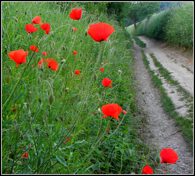 Poppy Path