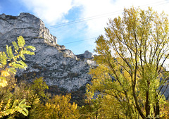 Forêt de Saou (26)**********