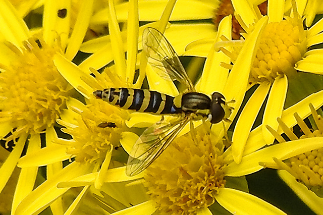 20210725 1949CPw [D~LIP] Langbauchschwebfliege (Sphaerophoria scripta) [w], [Stiftschwebfliege], Jakobs-Greiskraut (Jacobaea vulgaris), Bad Salzuflen