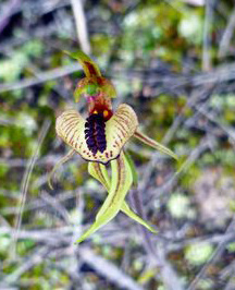 Caladenia cardiochila