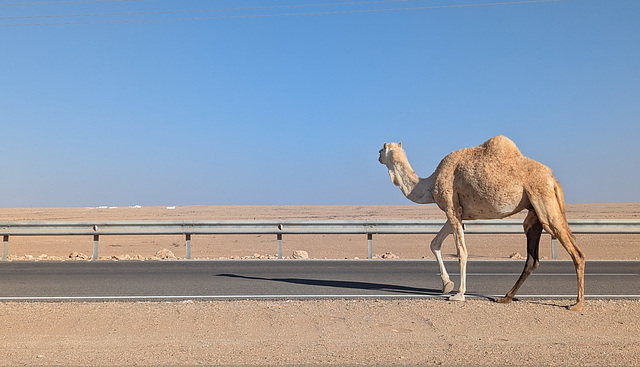 Dromadaire indépendant qui évité de nous faire un clin d'oeil !