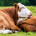 Social Grooming