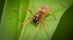 Die Sackspinne (Clubionidae) hat sich ran gepirscht :)) The sac spider (Clubionidae) has crept up close :)) L'araignée-sac (Clubionidae) s'est approchée tout près :)) Die Sackspinne (Clubionidae) hat sich ran gepirscht :)) The sac spider (Clubionidae) has crept up close :)) L'araignée-sac (Clubionidae) s'est approchée tout près :))