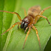 Die Sackspinne (Clubionidae) hat sich ran gepirscht :)) The sac spider (Clubionidae) has crept up close :)) L'araignée-sac (Clubionidae) s'est approchée tout près :))